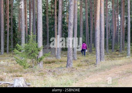 un raccoglitore di funghi con secchio sta cercando funghi nella foresta Foto Stock