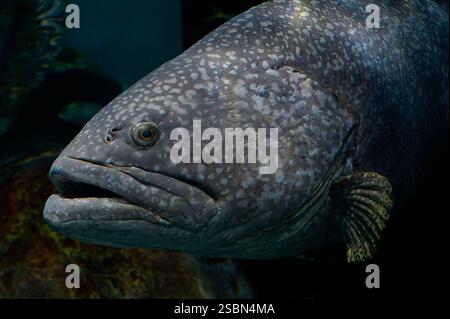 Cernia gigante o cernia del Queensland, Epinephelus lanceolatus, Serranidae, Acquario di Phuket, Thailandia, Asia Foto Stock