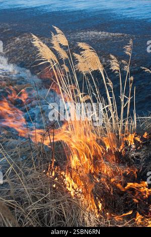 Le canne vanno a fuoco sullo sfondo del turbolento fiume Foto Stock