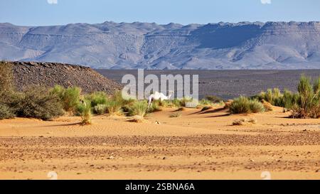 Cammelli nelle dune di sabbia del deserto del Sahara in Algeria Foto Stock
