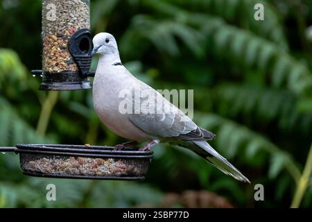 Colomba con collare su un alimentatore per uccelli Foto Stock