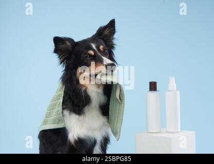 Un Border Collie tiene un asciugamano in bocca con prodotti per la cura del corpo accanto, su sfondo blu. Foto Stock
