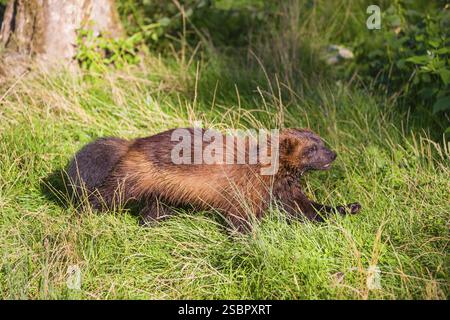 Un wolverine (Gulo gulo) corre attraverso un prato verde Foto Stock