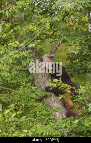 Un wolverine, (Gulo gulo), sale su un albero che porta un coniglio morto Foto Stock