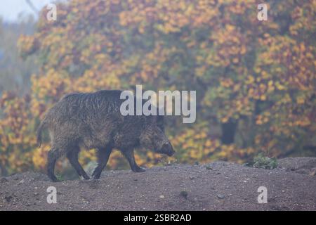 Un suinetto di cinghiale (Sus scrofa) corre attraverso una radura in una mattinata nebbiosa su terreni collinari. Sullo sfondo è possibile vedere una foresta nel fogliame autunnale Foto Stock