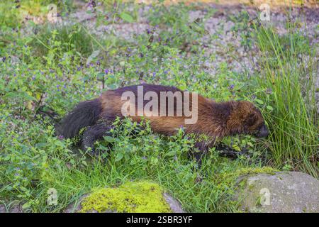 Un wolverine (Gulo gulo) corre attraverso un prato verde Foto Stock