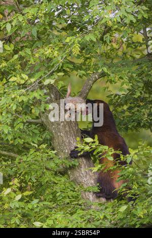 Un wolverine, (Gulo gulo), sale su un albero che porta un coniglio morto Foto Stock