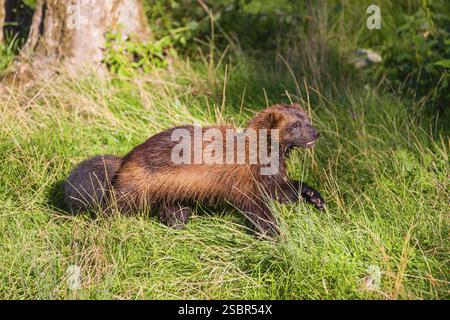 Un wolverine (Gulo gulo) corre attraverso un prato verde Foto Stock