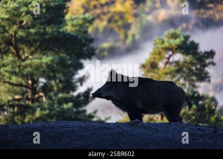 Un suinetto di cinghiale (Sus scrofa) corre attraverso una radura in una mattinata nebbiosa su terreni collinari. Sullo sfondo è possibile vedere una foresta nel fogliame autunnale Foto Stock