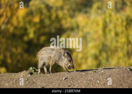 Un suinetto di cinghiale (Sus scrofa) corre attraverso una radura su terreni collinari in cerca di cibo. Sullo sfondo è possibile vedere una foresta nel fogliame autunnale Foto Stock
