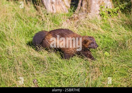 Un wolverine (Gulo gulo) corre attraverso un prato verde Foto Stock