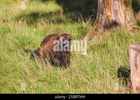 Un wolverine (Gulo gulo) corre attraverso un prato verde Foto Stock