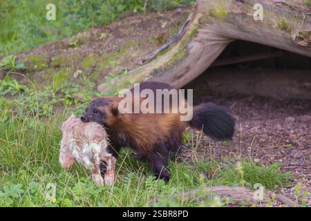 Un wolverine (Gulo gulo) corre attraverso un prato, trasportando un coniglio morto Foto Stock