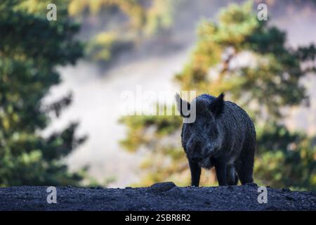 Un suinetto di cinghiale (Sus scrofa) corre attraverso una radura in una mattinata nebbiosa su terreni collinari. Sullo sfondo è possibile vedere una foresta nel fogliame autunnale Foto Stock