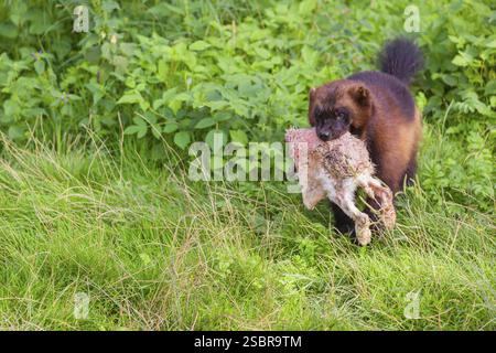 Un wolverine (Gulo gulo) corre attraverso un prato, trasportando un coniglio morto Foto Stock