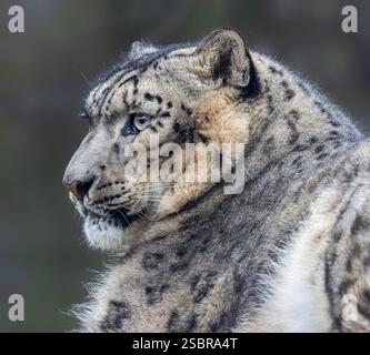 Vista ravvicinata di un leopardo delle nevi Foto Stock