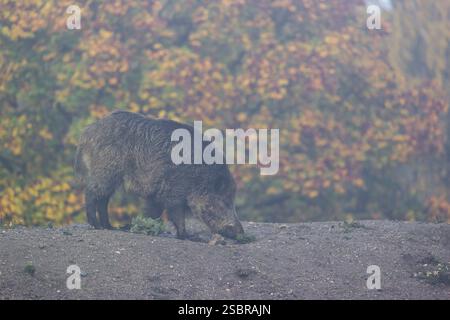 Un suinetto di cinghiale (Sus scrofa) corre attraverso una radura in una mattinata nebbiosa su terreni collinari. Sullo sfondo è possibile vedere una foresta nel fogliame autunnale Foto Stock