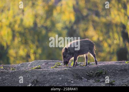 Un suinetto di cinghiale (Sus scrofa) corre attraverso una radura su terreni collinari in cerca di cibo. Sullo sfondo è possibile vedere una foresta nel fogliame autunnale Foto Stock