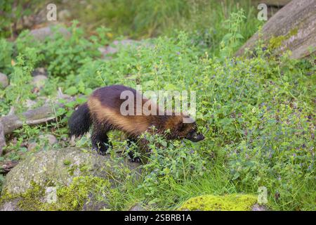 Un wolverine (Gulo gulo) corre attraverso un prato verde Foto Stock