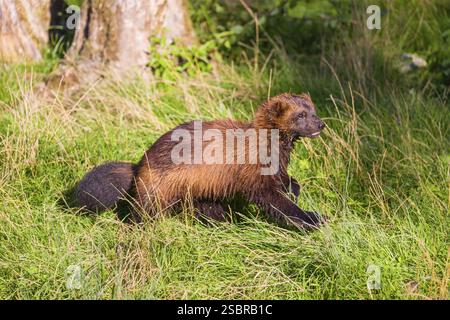 Un wolverine (Gulo gulo) corre attraverso un prato verde Foto Stock