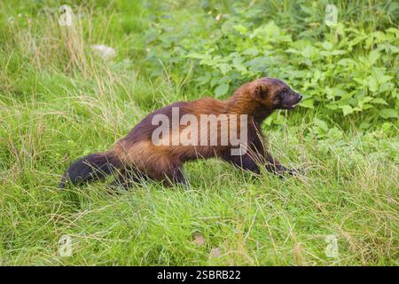 Un wolverine (Gulo gulo) corre attraverso un prato verde Foto Stock