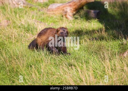 Un wolverine (Gulo gulo) corre attraverso un prato verde Foto Stock