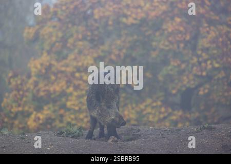 Un suinetto di cinghiale (Sus scrofa) corre attraverso una radura in una mattinata nebbiosa su terreni collinari. Sullo sfondo è possibile vedere una foresta nel fogliame autunnale Foto Stock