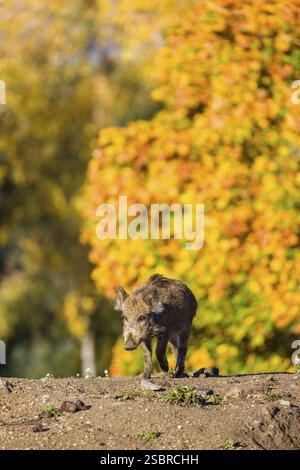 Un suinetto di cinghiale (Sus scrofa) corre attraverso una radura su terreni collinari in cerca di cibo. Sullo sfondo è possibile vedere una foresta nel fogliame autunnale Foto Stock