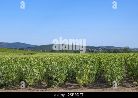 Un vigneto AOP con uve Gamay a Mont Brouilly, Beaujolais, dipartimento Rodano, Auvergne-Rodano-Alpes, Francia, Europa Foto Stock