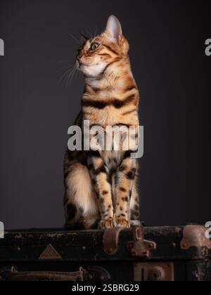 Un gatto abissino seduto su una valigia vintage in un ambiente studio con sfondo nero. Elegante ritratto felino. Foto Stock