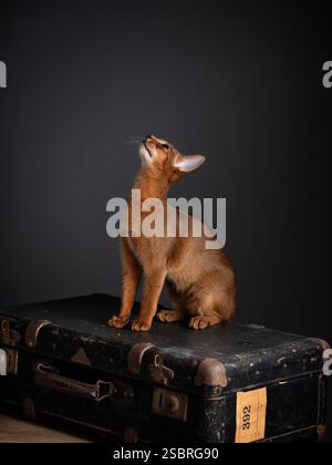 Un gatto abissino seduto su una valigia vintage in un ambiente studio con sfondo nero. Elegante ritratto felino. Foto Stock