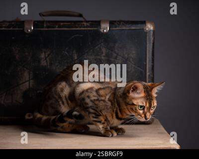 Un gatto abissino seduto su una valigia vintage in un ambiente studio con sfondo nero. Elegante ritratto felino. Foto Stock