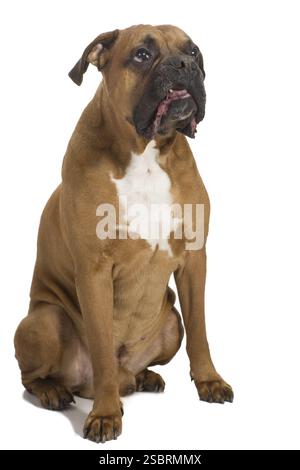 Boxer adulto di sfondo bianco, ripresa in studio Foto Stock