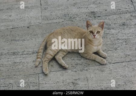 Immagini del gatto bello come animale domestico in vista Foto Stock