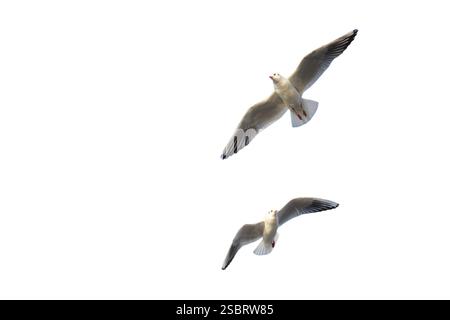 Uccelli marini gabbiani che volano su sfondo bianco Foto Stock