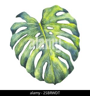 Monstera Deliciosa foglia di palma verde acquerello. Giungla tropicale, lussureggiante vegetazione esotica. Stampa botanica. Illustrazione originale disegnata a mano bianca isolata Foto Stock
