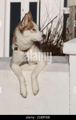 Cane godendo il sole Foto Stock