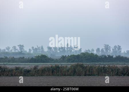 Paesaggio della Camargue, in terra arabile, con poche siepi di alberi nella nebbia mattutina Foto Stock