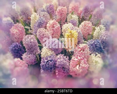 Bouquet di fiori primaverili. Fiori di Giacinti primaverili in fiore. Gruppo di bellissimi giacinti multicolori Foto Stock