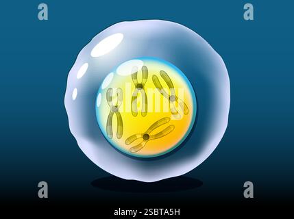 Anatomia cellulare. Una cellula eucariotica con cromosomi visibili all'interno del nucleo su sfondo scuro. Biologia genetica o cellulare Illustrazione Vettoriale