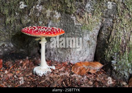 Un fungo agarico rosso con macchie bianche cresce sotto un albero su un terreno boschivo umido Foto Stock