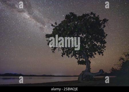 L'albero di salsiccia (Kigelia africana) sulla riva del lago Kazuni visto sotto un cielo stellato di notte Foto Stock