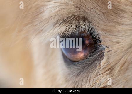 Cammello battriano. I cammelli selvatici Camelus ferus vivono solo nei deserti di Gobi e Gashun Gobi della Cina nord-occidentale e della Mongolia. Primo piano dell'occhio di cammello. Foto Stock