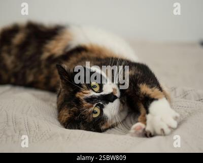 Un bellissimo gatto calico si allunga su un morbido letto sotto la luce naturale, esprimendo relax e comfort. Ideale per gli amanti degli animali domestici o per i temi del relax Foto Stock