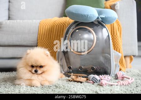 Simpatico cane della Pomerania con porta zaino e giocattoli su tappeto a casa Foto Stock