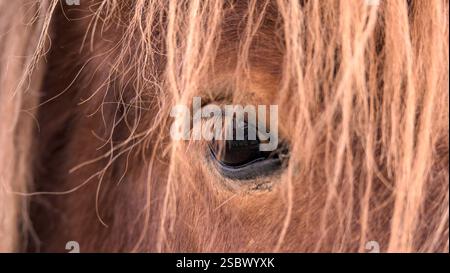 Primo piano degli occhi di un cavallo islandese marrone. Messa a fuoco selettiva. Foto Stock