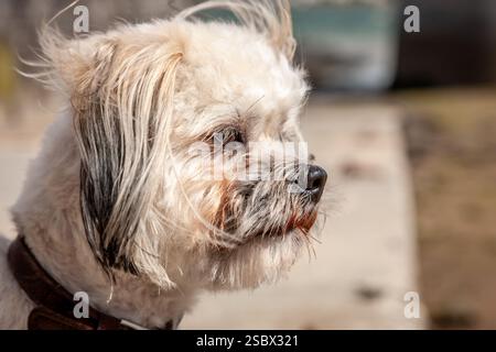 Dog, Pembroke Dock, Pembrokeshire, Galles, Regno Unito Foto Stock