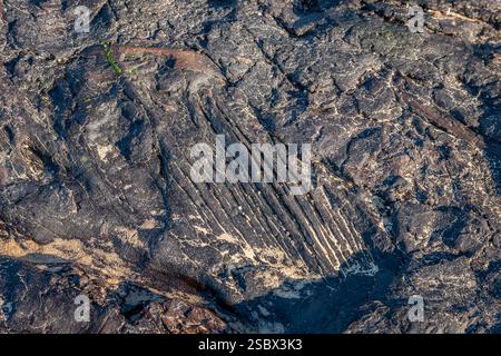 Petrified Wood, Freshwater West, Pembrokeshire, Galles, Regno Unito Foto Stock