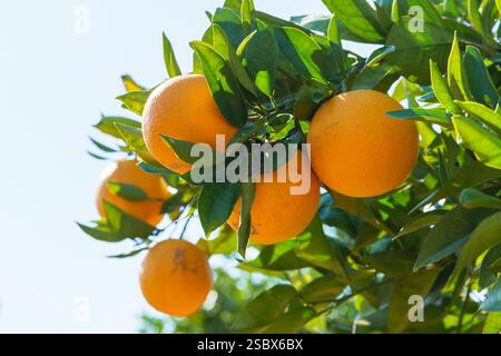 Aranci con frutti maturi che crescono in un frutteto illuminato dal sole. Foto Stock