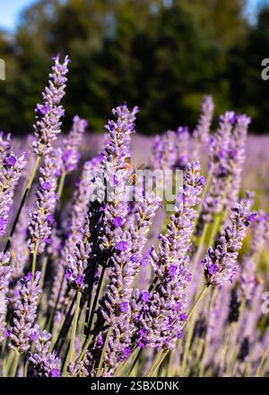 Una foto macro di una piccola ape di miele su una pianta di lavanda in un campo di lavanda. Foto Stock